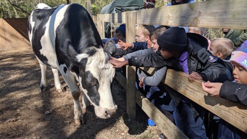 Children reaching over a wooden fence to pet a black and white cow in a farm setting.