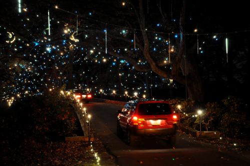 Cars drive along a tree-lined road adorned with colorful lights at night, creating a festive atmosphere.