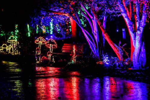 Colorful lights illuminate a garden scene with glowing mushrooms and a bench, reflecting on a wet surface.