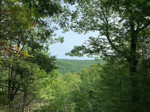 A scenic view of green mountains framed by trees under a clear sky.