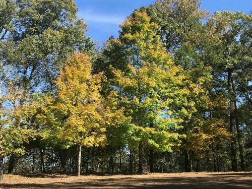 A vibrant scene of trees with autumn foliage under a clear blue sky, surrounded by a forested area.