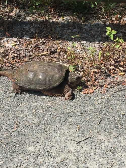 A turtle resting on a gravel path, surrounded by small plants and dry leaves.