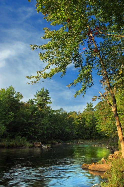 A serene river scene surrounded by lush green trees under a clear blue sky.
