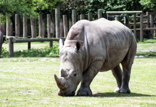 A rhinoceros grazing on grass in a natural habitat, surrounded by wooden posts and greenery.