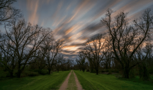 A serene pathway lined with bare trees under a colorful, streaked sunset sky.