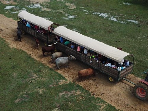 A tractor pulls two covered wagons filled with people, surrounded by cows on a grassy field.