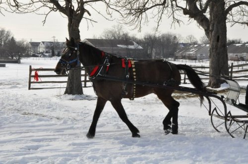 A horse in harness walks through a snowy landscape, with trees and a fence in the background.