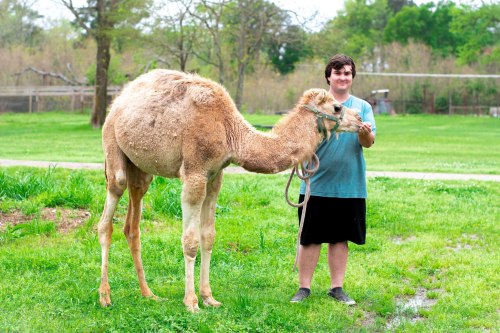 A young man stands beside a camel in a grassy area, holding its lead and smiling at the camera.