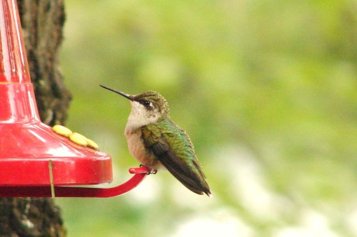 A small hummingbird perched on a red feeder, surrounded by a blurred green background.