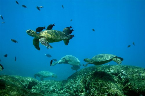 A group of sea turtles swimming gracefully among fish in clear blue water, with rocky seabed visible below.