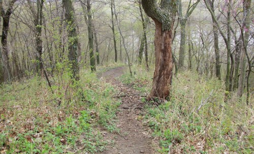 A winding dirt path through a forest with sparse trees and green undergrowth.