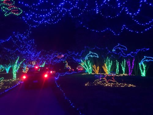 Colorful holiday lights illuminate a pathway with dolphin and sea-themed decorations, creating a festive atmosphere.
