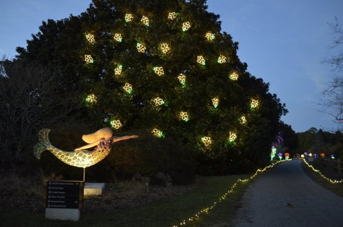 A brightly lit mermaid sculpture beside a path, with festive lights adorning nearby trees at dusk.
