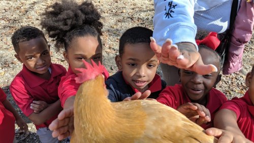 Children in red shirts reach out to pet a chicken, with smiles and curiosity on their faces.