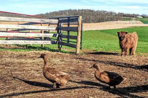 Two brown ducks walk on a farm, with a shaggy brown cow standing in the background against a green field and blue sky.