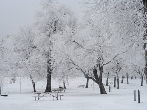 Snow-covered trees and picnic tables in a winter landscape, creating a serene, frosty atmosphere.
