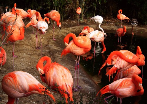 A group of vibrant pink flamingos gathered around a pond, with one white flamingo among them.
