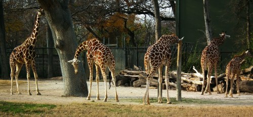 Five giraffes in a zoo, some grazing and others standing near a tree and logs, with trees in the background.