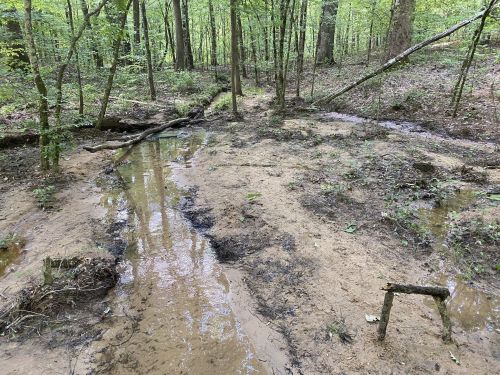 A shallow stream flows through a forested area, surrounded by trees and sandy soil.