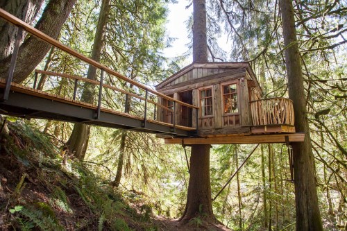A charming treehouse nestled among tall trees, connected by a wooden walkway in a lush forest setting.