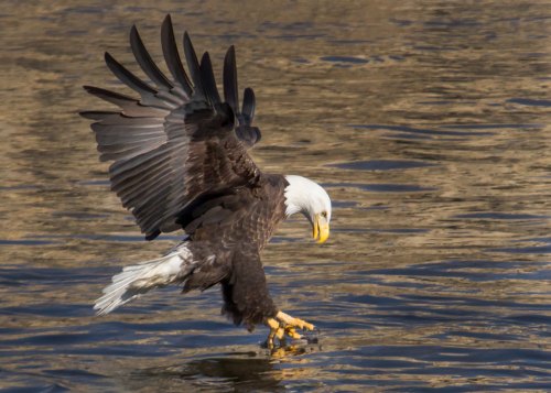 A bald eagle gracefully lands on water, wings spread wide, preparing to catch a fish.