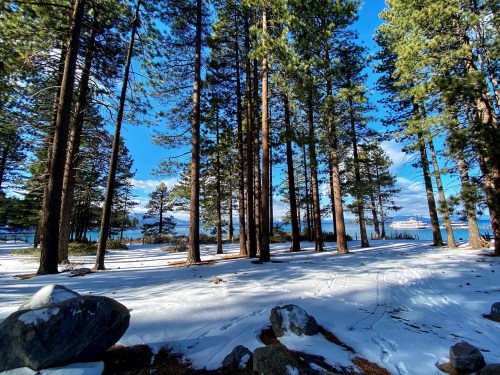 A snowy landscape with tall pine trees and a view of a lake under a bright blue sky.