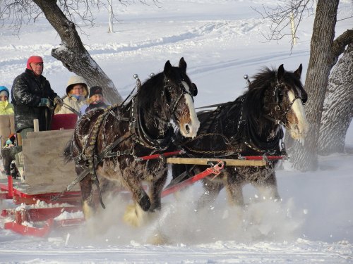 A man drives a horse-drawn sleigh through snow, with children enjoying the ride in the background.
