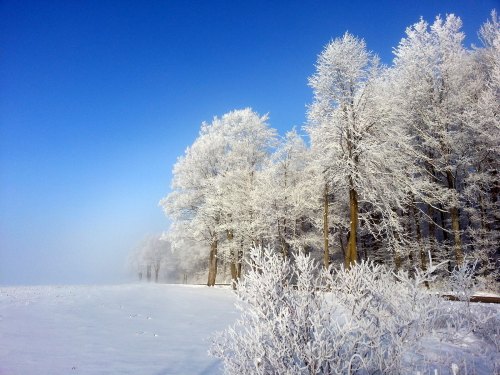 Frost-covered trees stand against a clear blue sky, with a snowy landscape stretching into the distance.
