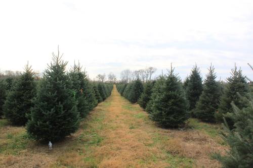 A row of evergreen trees in a field, with a grassy path running between them under a cloudy sky.