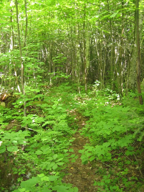 A lush green forest path surrounded by dense foliage and trees, illuminated by soft sunlight.