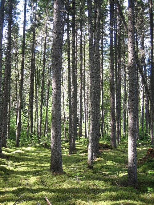 A serene forest scene with tall trees and lush green moss covering the ground, dappled sunlight filtering through the leaves.