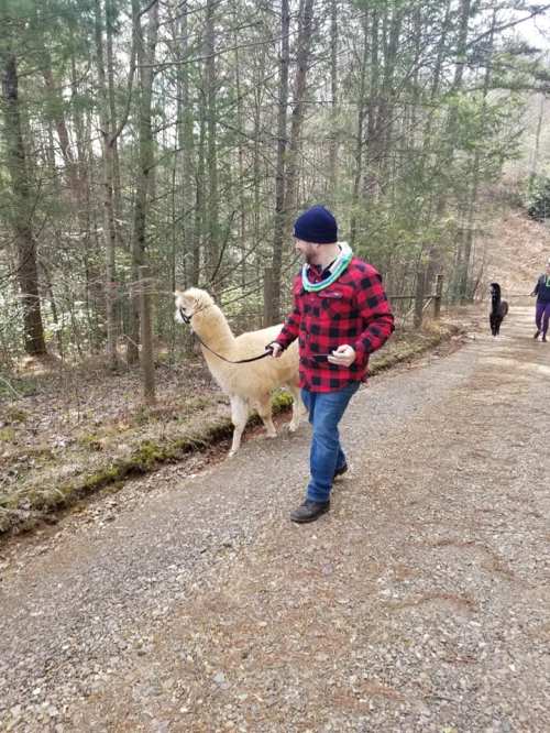 A person in a red plaid shirt walks a llama along a gravel path in a wooded area.