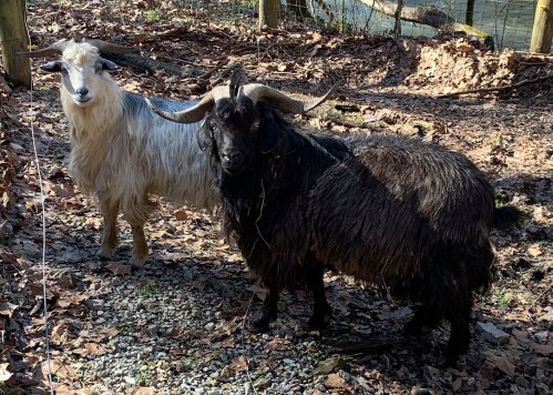 Two goats stand on a bed of leaves and gravel, one white with long hair and the other black with curved horns.
