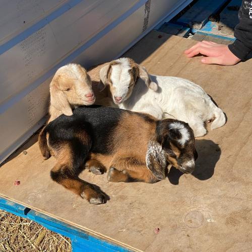 Three baby goats resting on a wooden surface, with a hand visible nearby. Sunlight casts soft shadows.