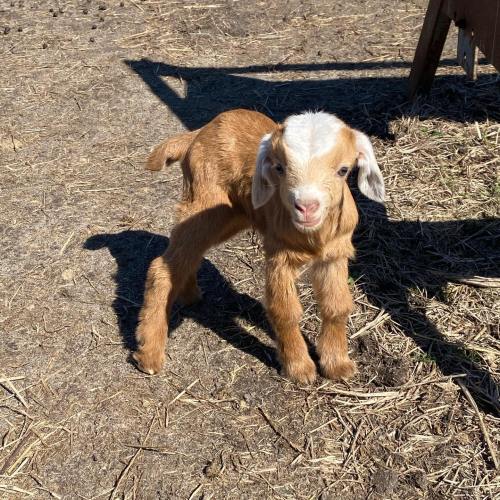 A cute, young goat with a light brown coat and white markings stands on dry ground, looking curiously at the camera.