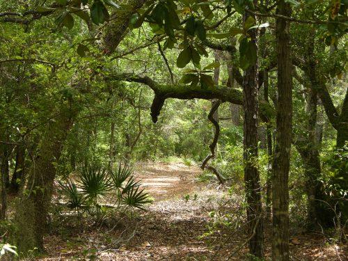 A serene forest path surrounded by lush greenery and trees, inviting exploration and tranquility.