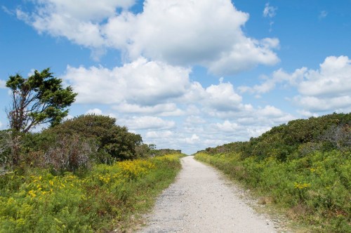 A gravel path stretches through lush greenery under a bright blue sky with fluffy white clouds.
