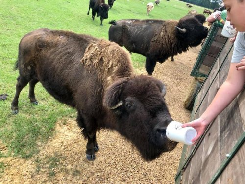A bison being fed from a cup by a person, with other bison grazing in the background on a grassy field.