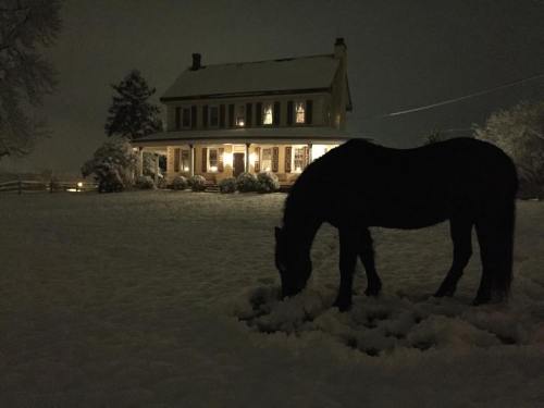 A black horse grazes in a snowy field at night, with a warmly lit house in the background.