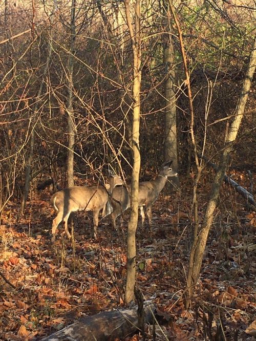 Three deer standing among trees in a wooded area with fallen leaves on the ground.