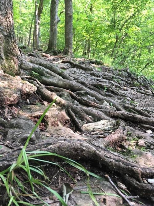 A close-up view of tree roots intertwined with rocks and grass in a lush green forest.