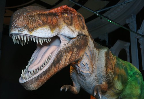 A lifelike model of a T. rex with detailed textures and an open mouth, displayed in a darkened exhibit space.
