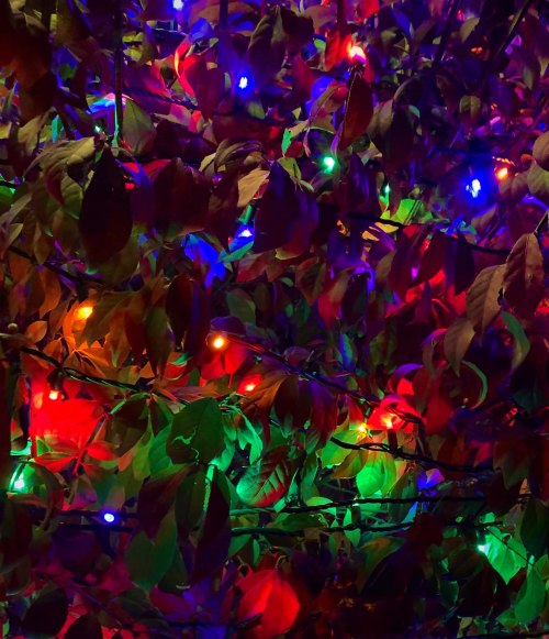 Colorful lights intertwined with green leaves create a vibrant, festive atmosphere.