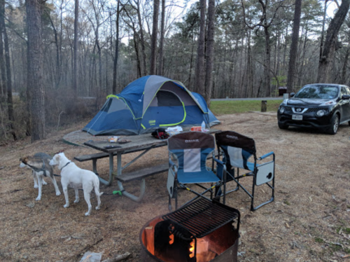 A campsite with a blue tent, two dogs, camping chairs, a grill, and a parked car surrounded by trees.