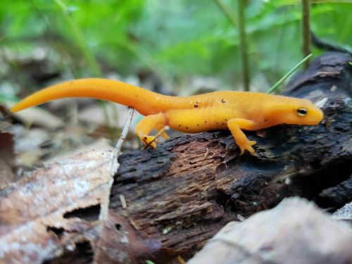 A bright orange salamander crawls over a log in a forest, surrounded by green foliage and fallen leaves.