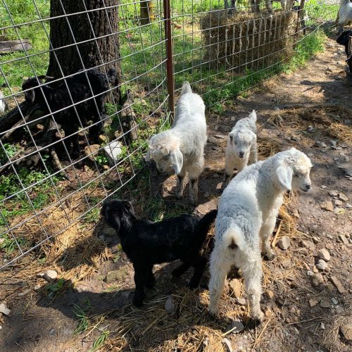 A group of four goats, two white and two black, gathered near a fence in a sunny, grassy area.
