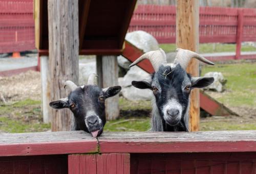 Two goats with black fur and curved horns peek over a wooden fence, one sticking out its tongue.