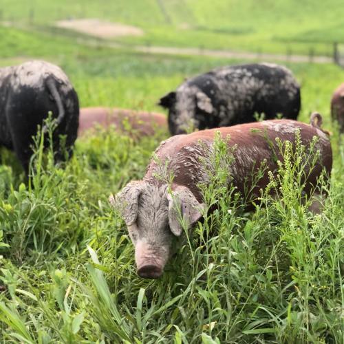 A group of pigs, some muddy, foraging in a lush green field.