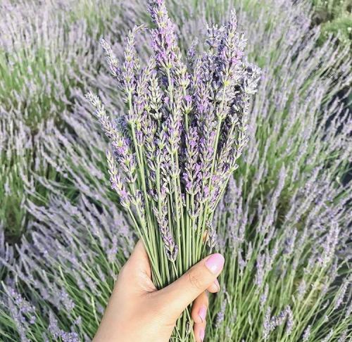 A hand holding a bouquet of lavender flowers in a field of lavender plants.