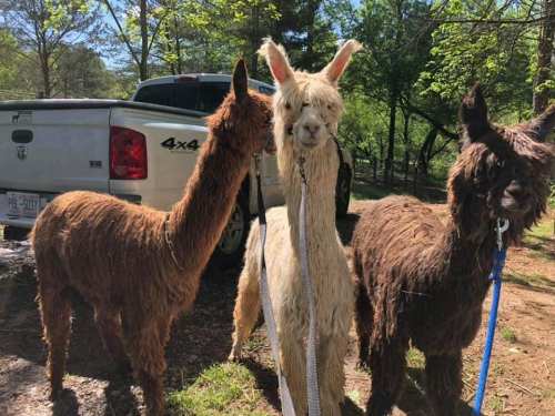 Three llamas stand together outdoors, with a truck parked in the background and trees surrounding them.